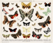 Fjärilar mal vintage konst