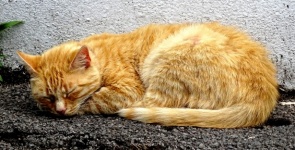 Slapende Ginger Cat