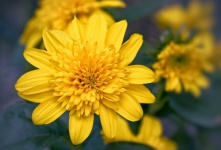 Girassol em flor no jardim amarelo