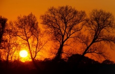 Sylwetka drzew zachód słońca