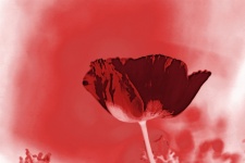 Special Effects Added To Red Poppy
