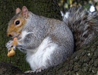 Esquilo comendo uma noz