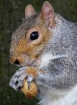 Squirrel Up Close