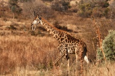 Girafa alta caminhando