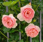 Tres rosas rosadas de Bengala