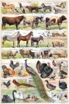 Arte vintage de ilustração de animais