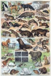 Arte vintage de ilustração de animais