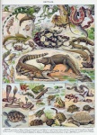 Животные рептилии винтажное искусство