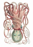 Calamaro polpo arte vintage