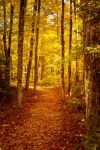 Caminho de trilha no outono