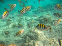 Tropischer Fisch unter Wasser