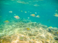 Tropisk fisk under vattnet