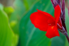 Flor roja tropical