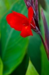 Tropical red flower