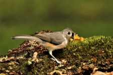 Tufted Titmouse On Mossy Branch