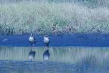 Two egyptian geese in water