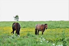 Two Horses in Field of Wildflowers