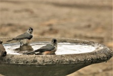 Two Tufted Titmouse In Bird Bath