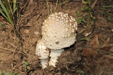 Two White Mushrooms on Forest Floor
