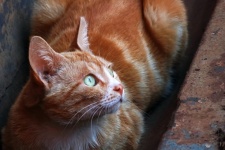 View of ginger cat with green eyes
