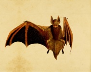Vintage Bat On Antique Paper