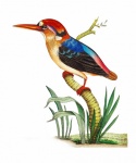 Uccelli Kingfisher Vintage Art