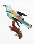 Arte vintage tropicale di uccelli
