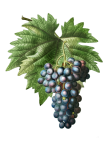 Art vintage de raisins de vigne