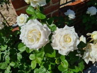 Par de rosas blancas de Bengala