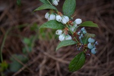 Witte bosbessenbloesems en fruit