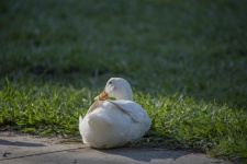 White Duck Sitting