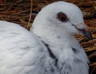 Pigeon blanc et plumage