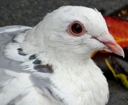 Pigeon blanc de près