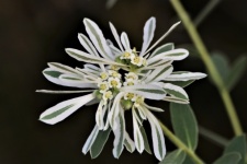 White Wildflower with Green Stripes