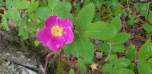 Rosa selvatica fiore