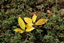 Yellow Leaves On Green Ground Cover