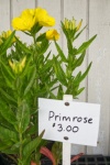 Planta de prímula amarela para venda