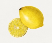 Citron lime fruit vintage