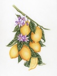 Vintage de arte de fruta de limón