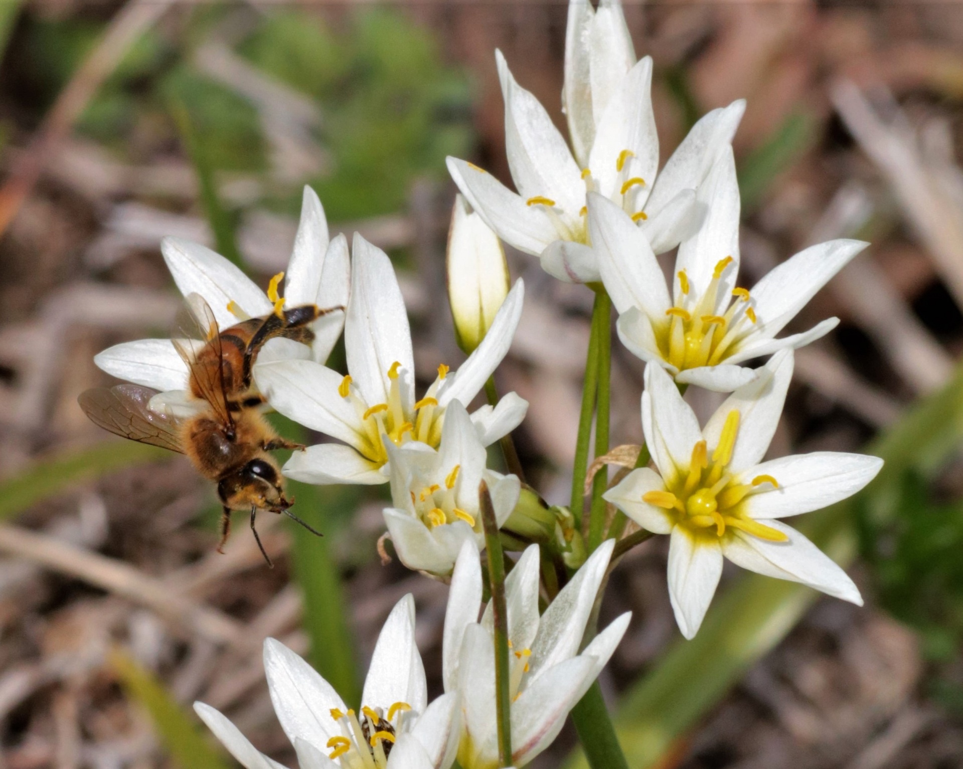 Пчела на белых полевых цветах