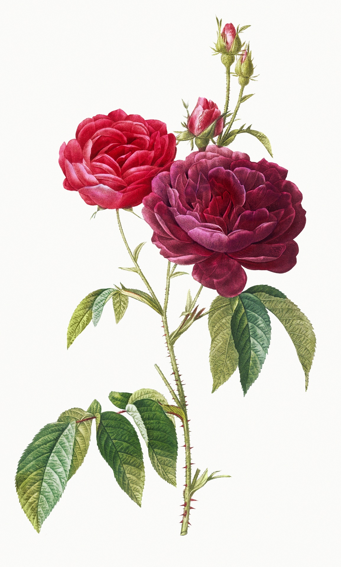 Flower Rose Vintage Art Free Stock Photo - Public Domain Pictures