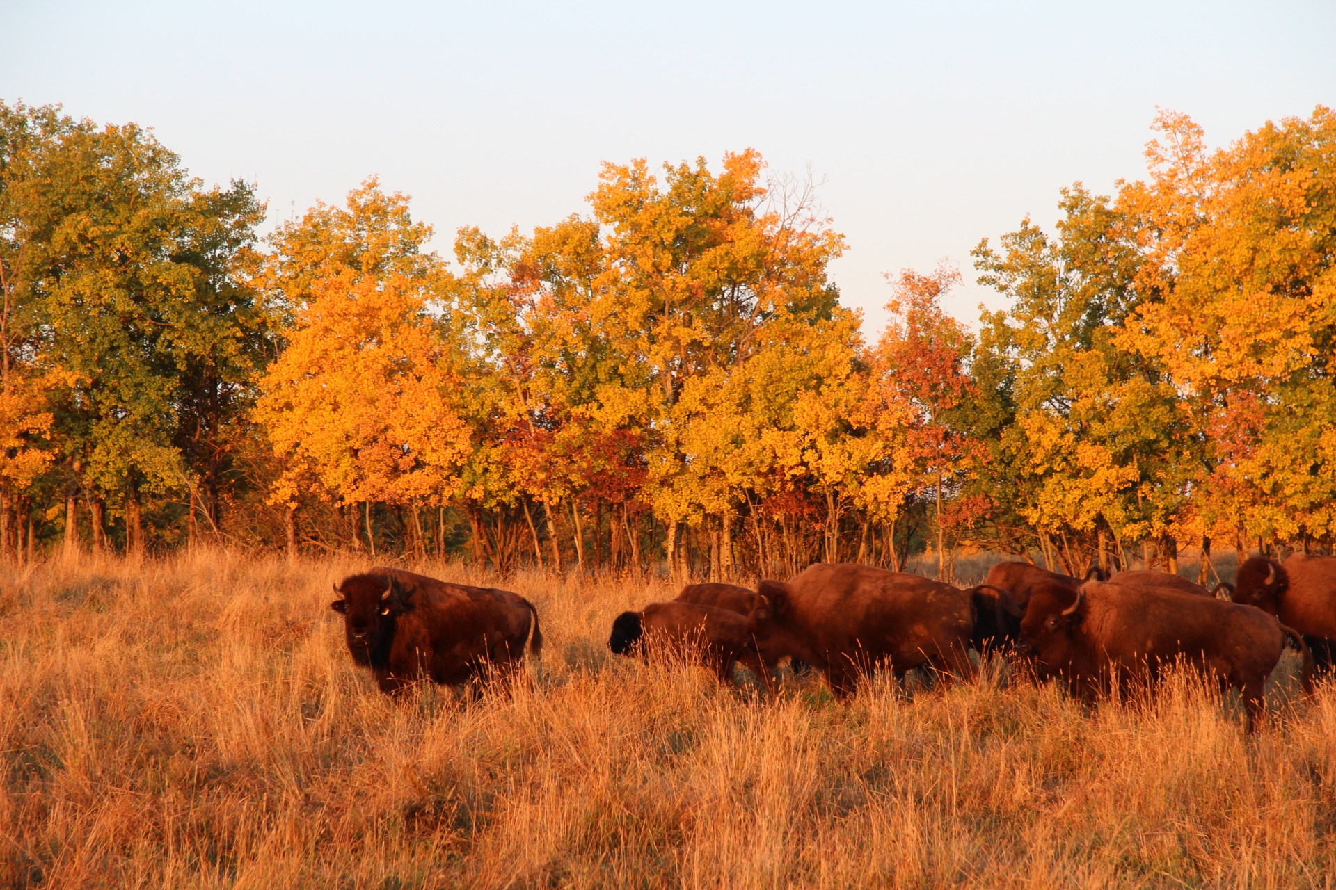 Buffalo Under Autumn Light