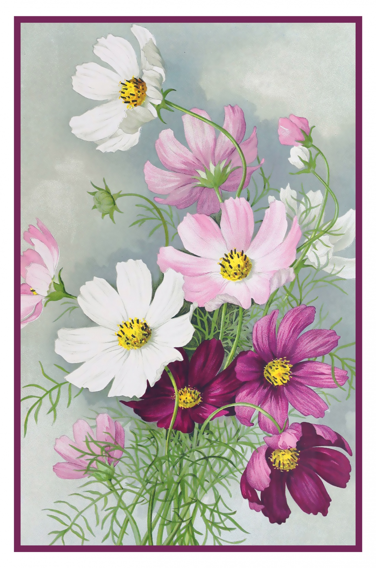 cosmos-flowers-vintage-print-free-stock-photo-public-domain-pictures