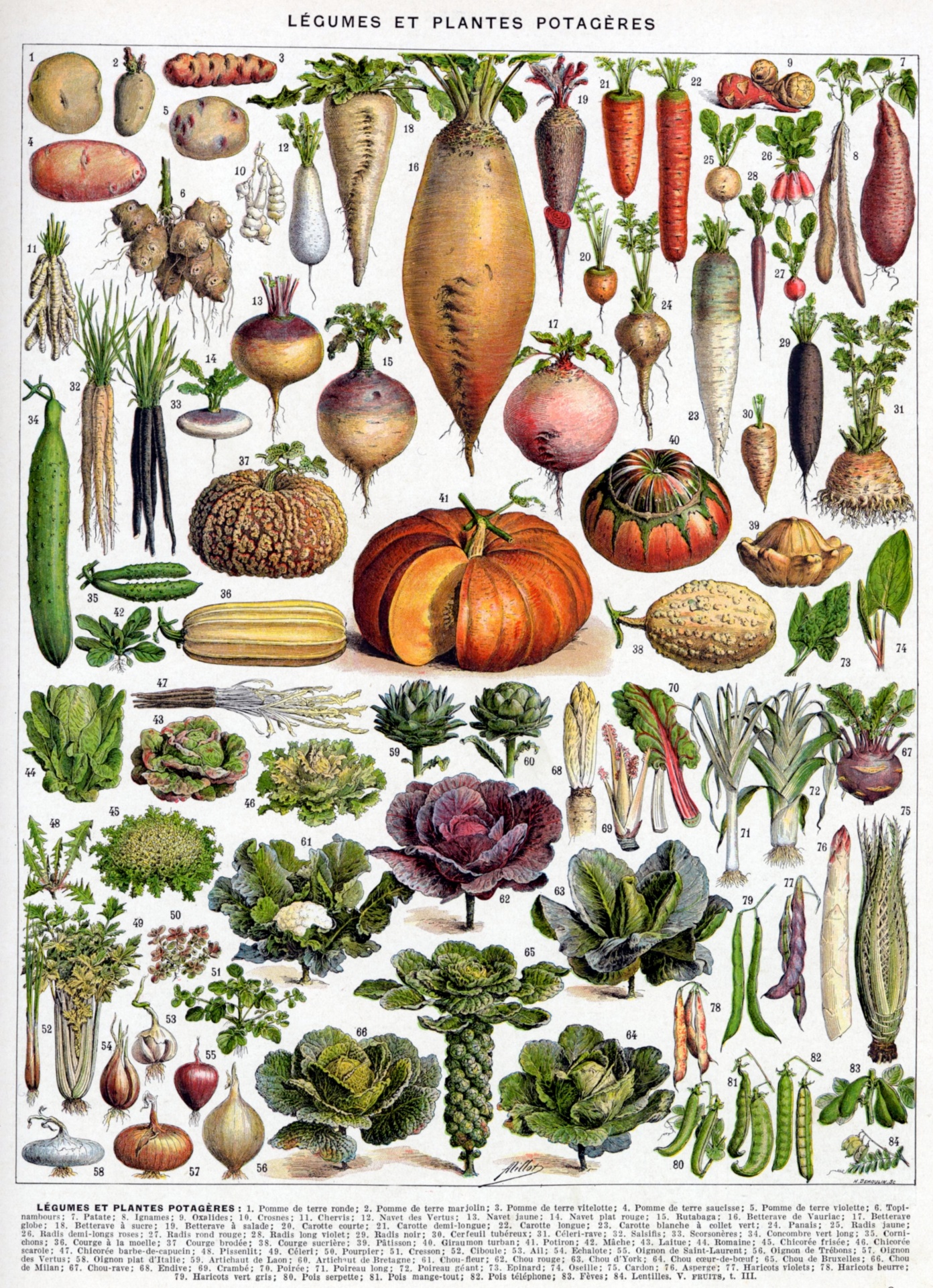 Ensaladas de verduras arte vintage