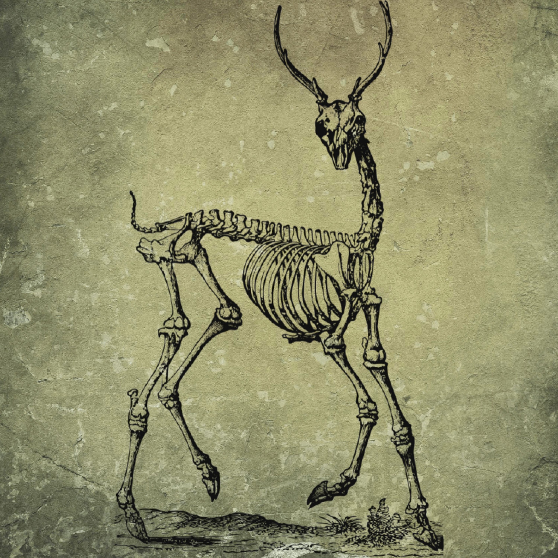 一只麋鹿的骨骼特写透明PNG素材