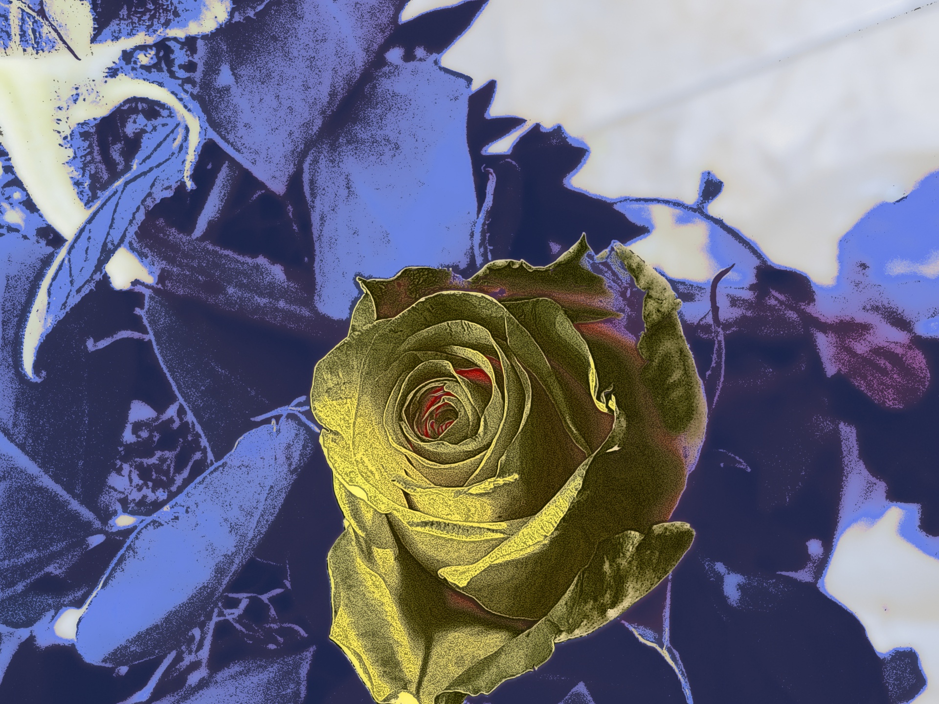 Artistic Rose Free Stock Photo - Public Domain Pictures