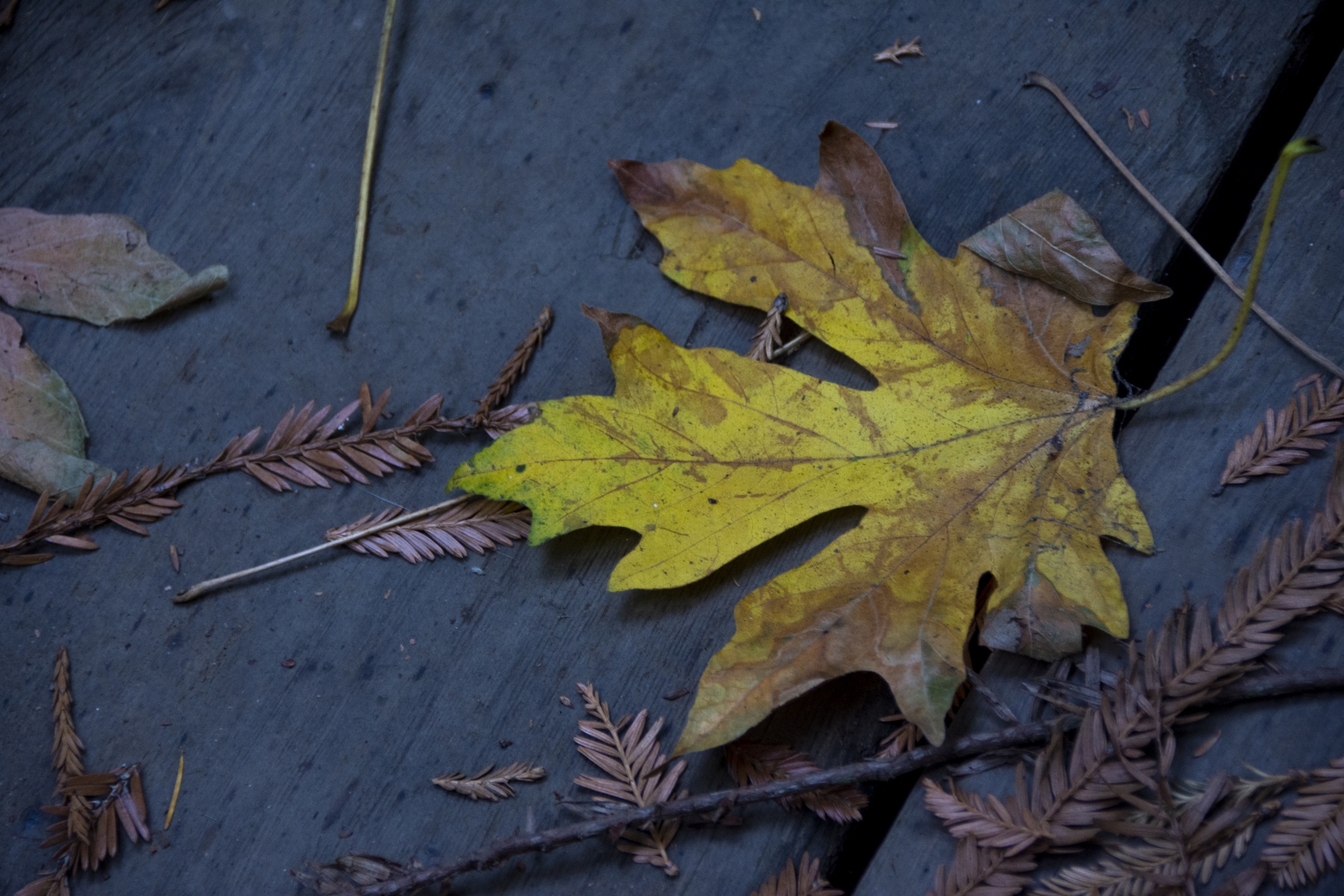 autumn-leaf-free-stock-photo-public-domain-pictures
