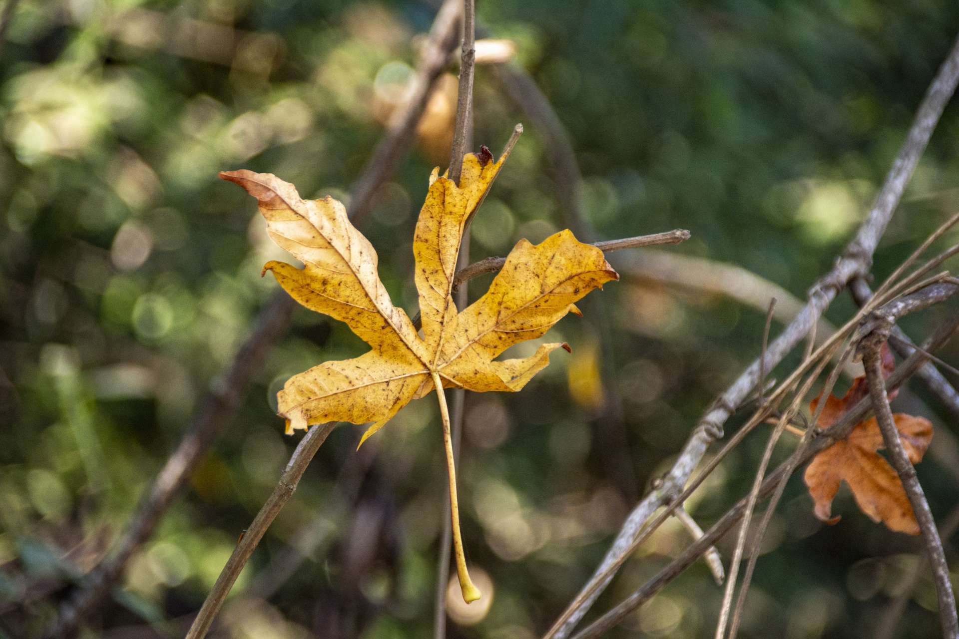 autumn-leaf-free-stock-photo-public-domain-pictures