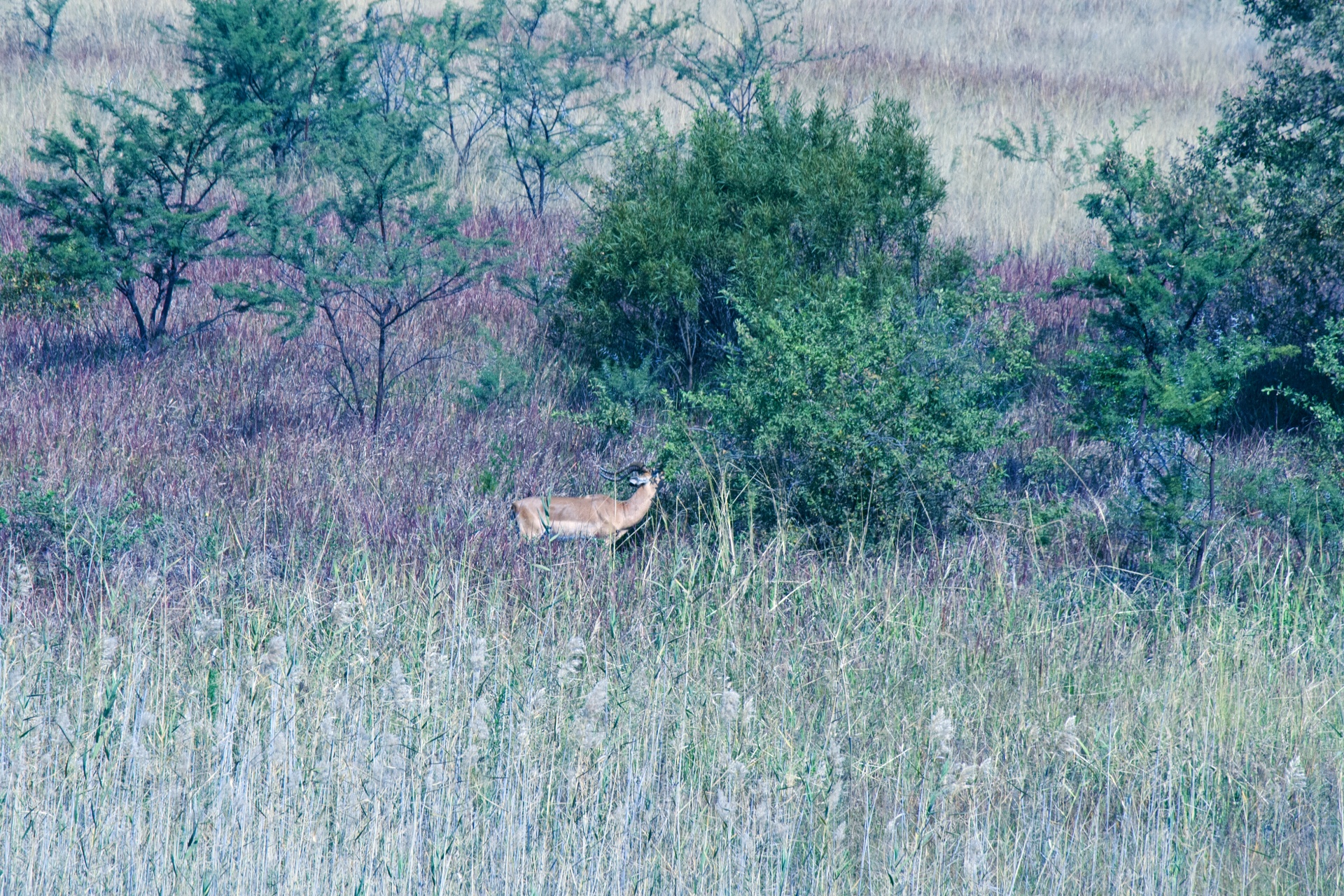 Impala ram böngészés egy zöld fán