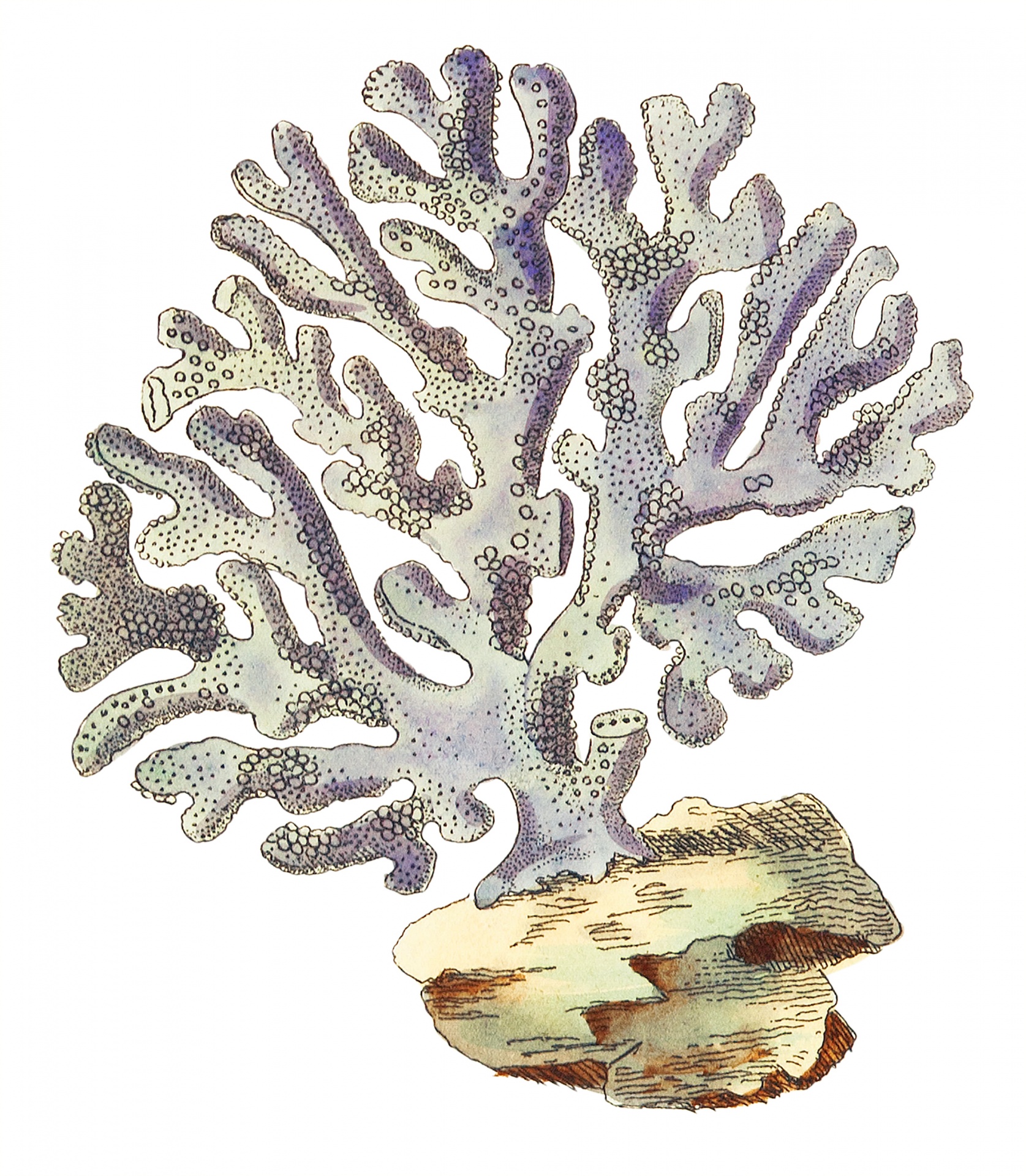 Coral Reef Coral Vintage Art